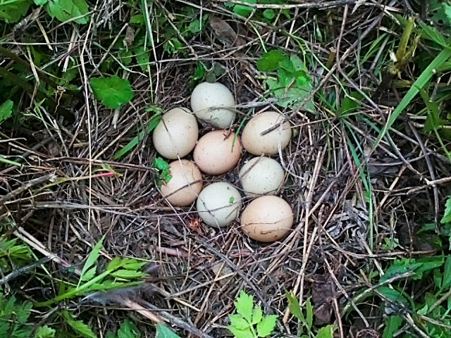Pheasant-eggs