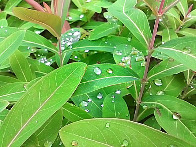 rain-drop